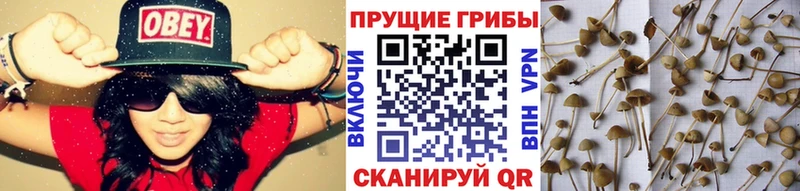 Псилоцибиновые грибы Psilocybine cubensis  Лысково 